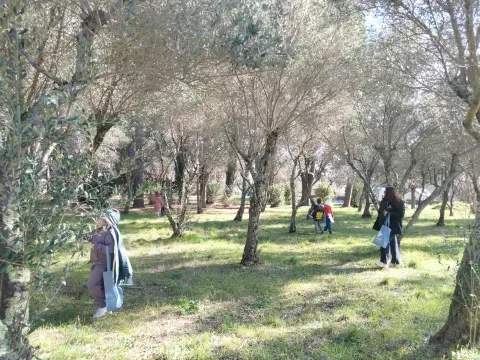 olivette
