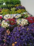 bouquet bouquet