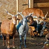 Chevres de la garrigue - Saint Pons Mauchiens 1