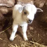 La Ferme des Saveurs