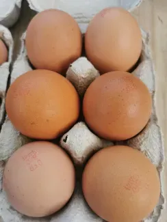 Œufs 
