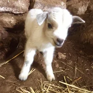 La Ferme des Saveurs