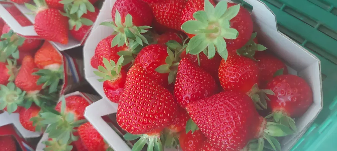 Fraises