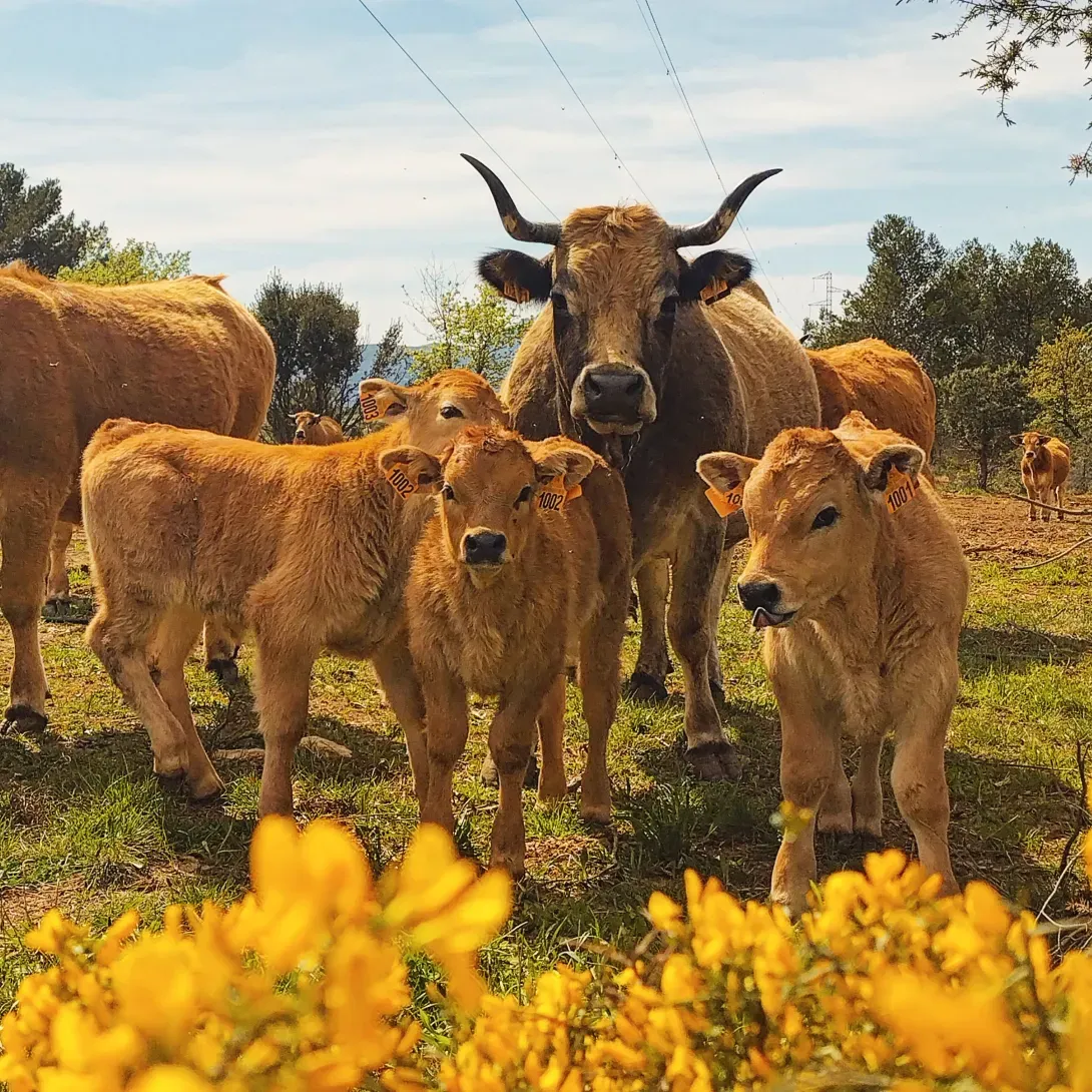 La Ferme du Pic 