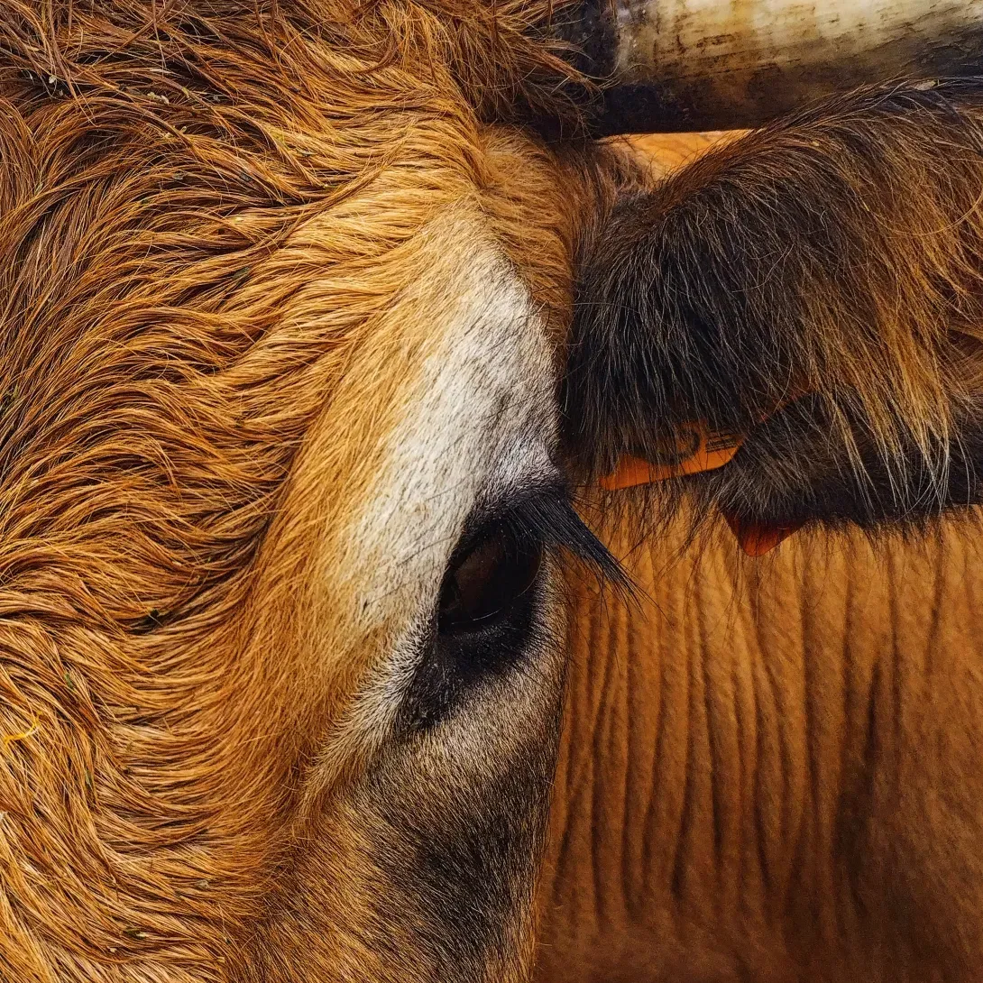 La Ferme du Pic 
