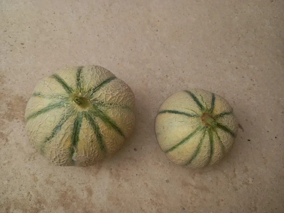 Melon