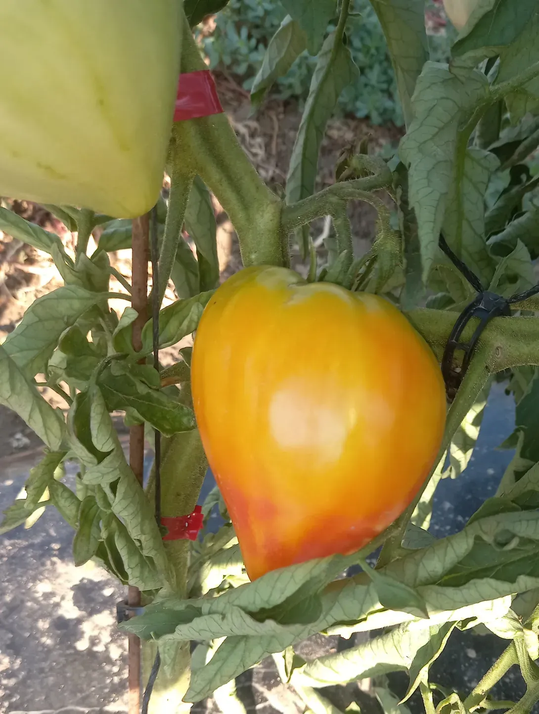 Tomate 