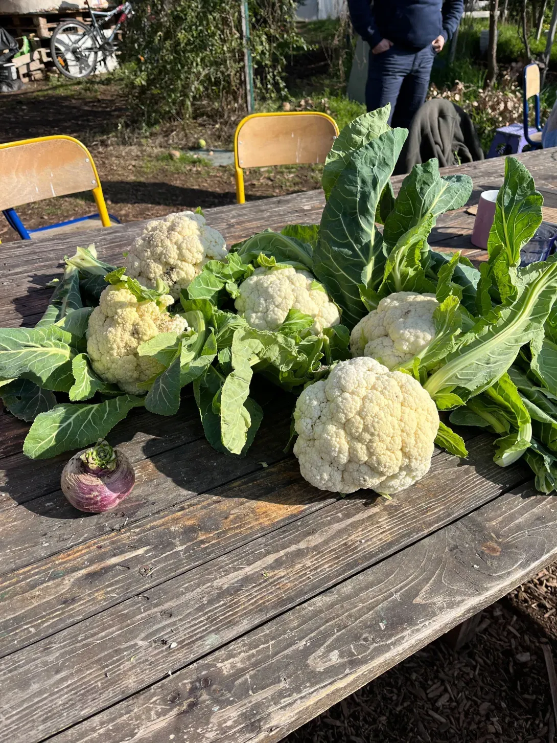 récolte du jardin
