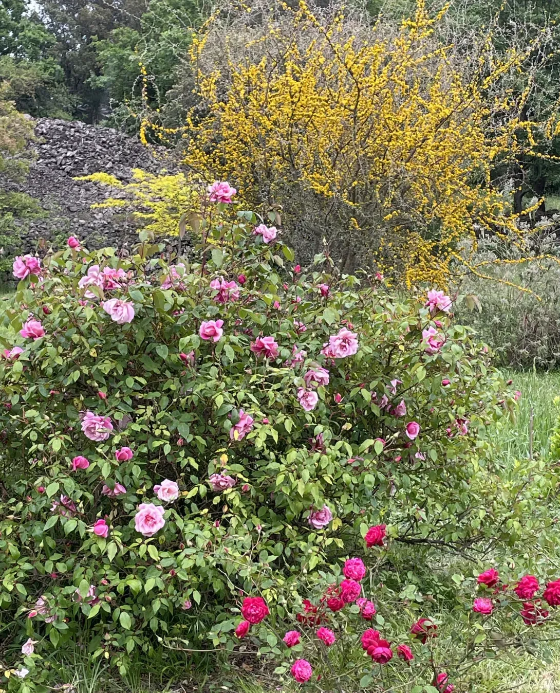 Rosiers anciens de collection