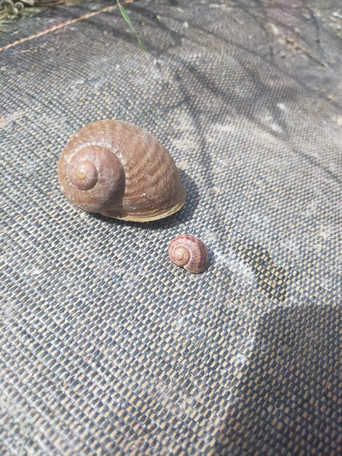 Escargot2