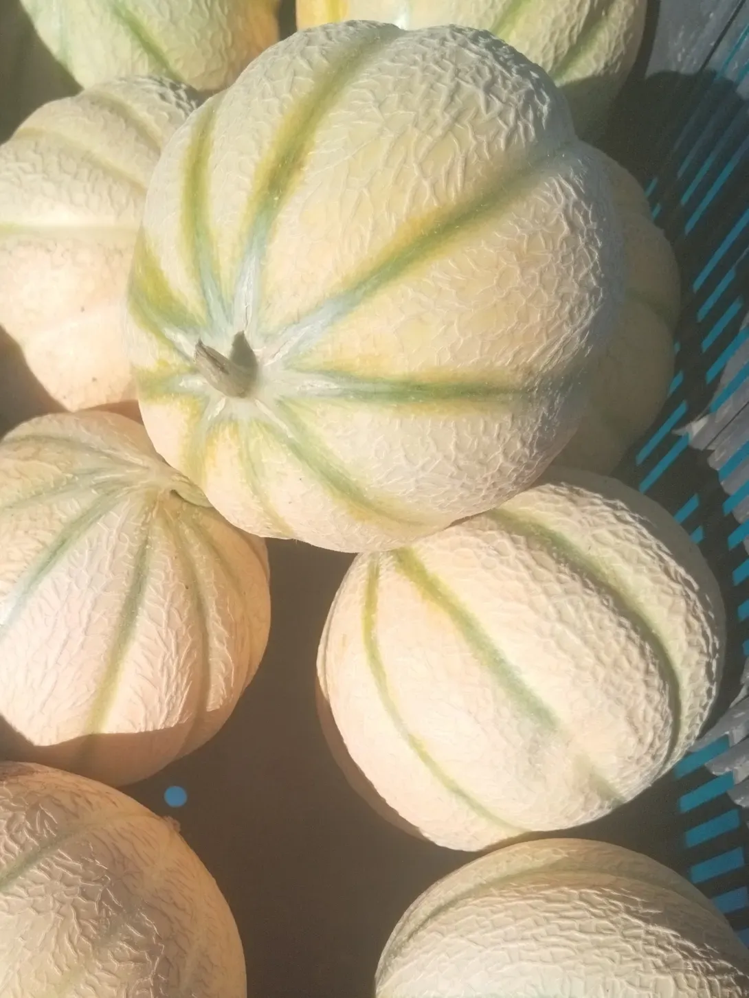 Melon