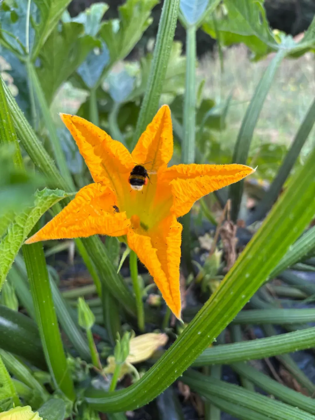 courgettes