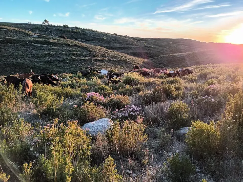 Chevres de la garrigue - St Pons Mauchiens 4
