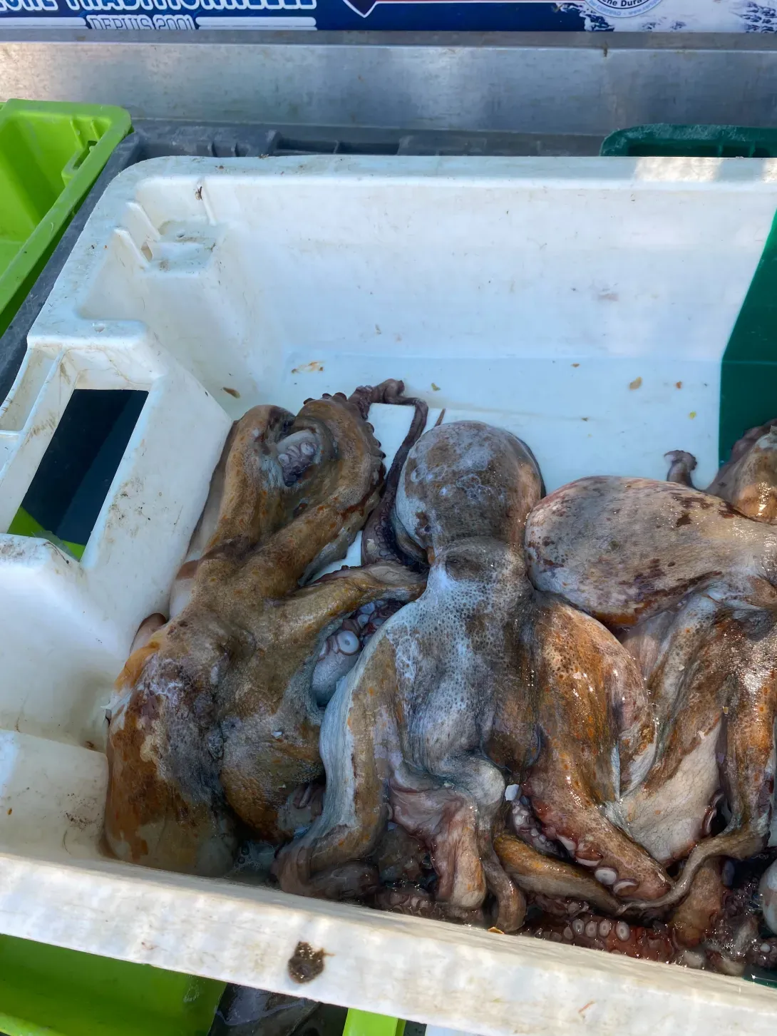 Photo poule poulp'or