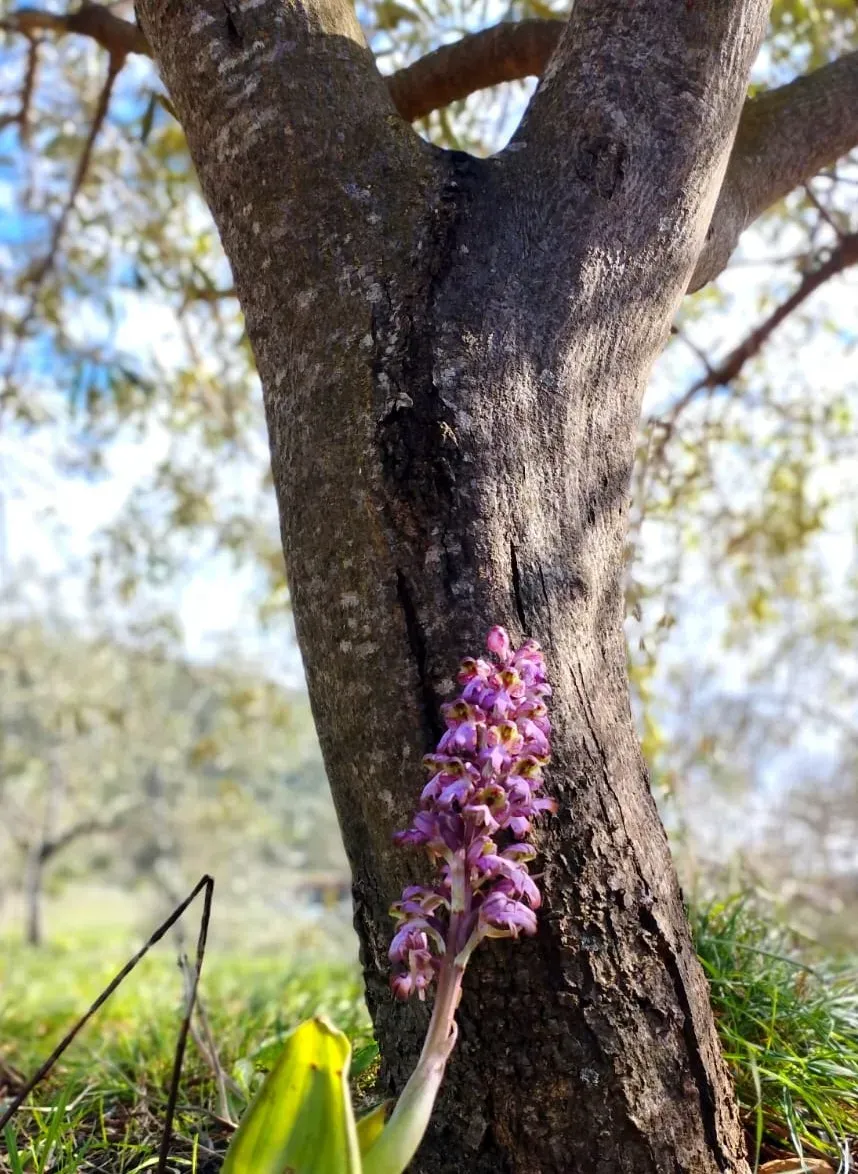 Orchidée sauvage dans l'oliveraie
